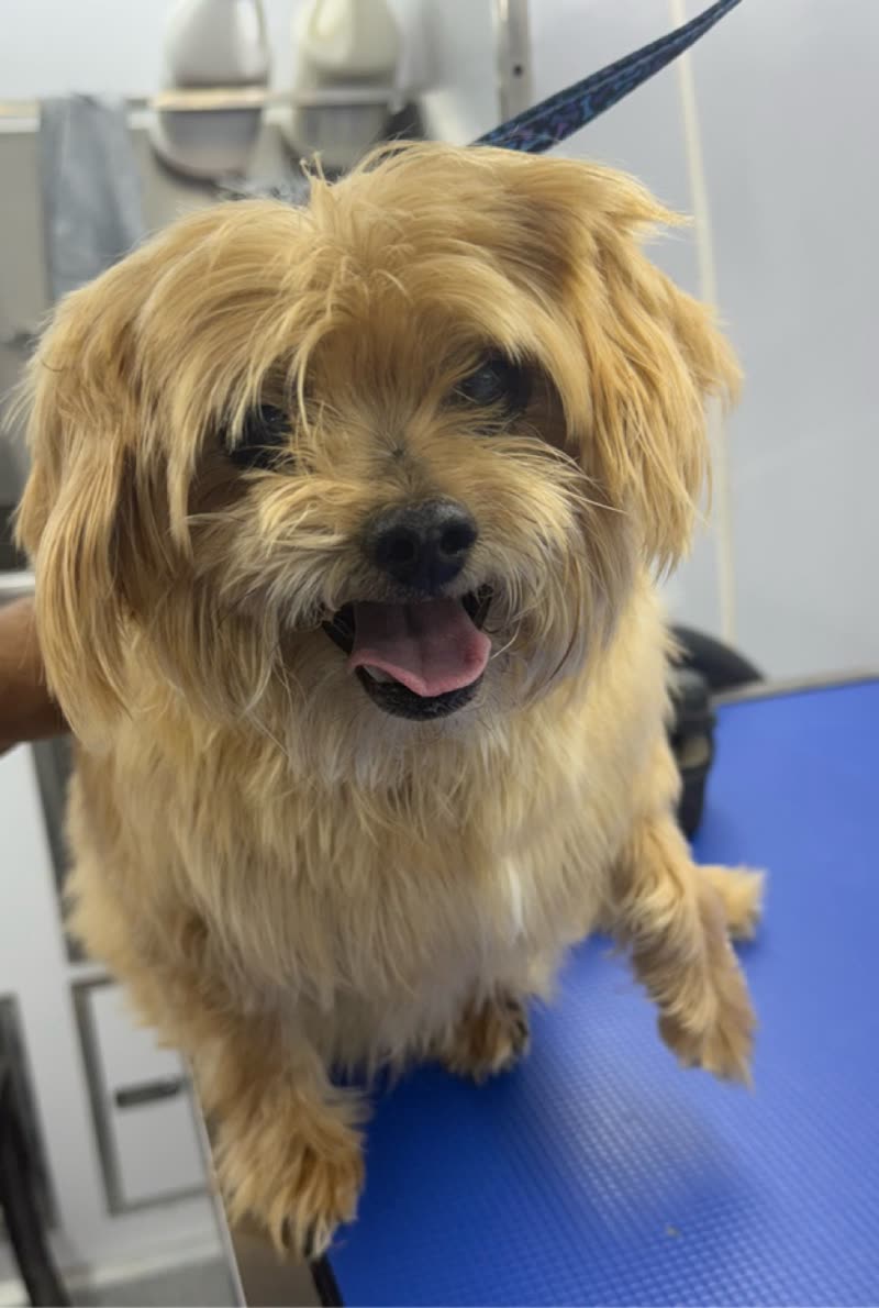 A shaggy tan terrier-cross on the blue grooming mat inside the van before its cut