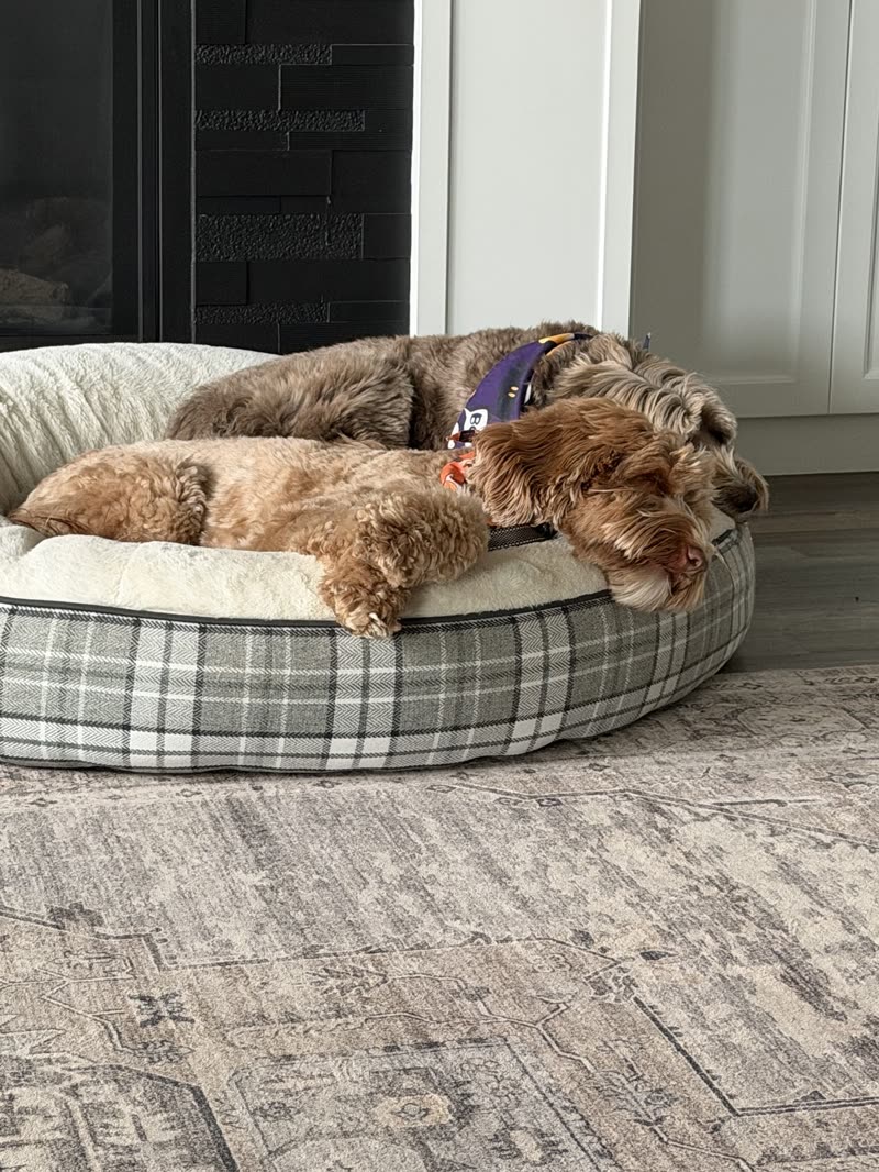 Two small doodle-type dogs asleep together in a plaid bed by the fireplace at home