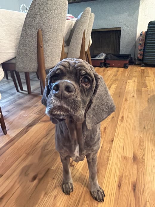 A merle-coated hound with a towel over its head after a bath at home