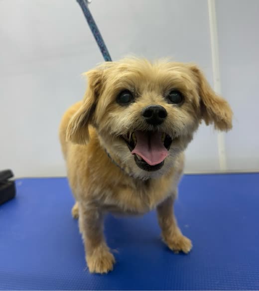 A tan terrier-cross trimmed short and tidy on the grooming mat inside the van