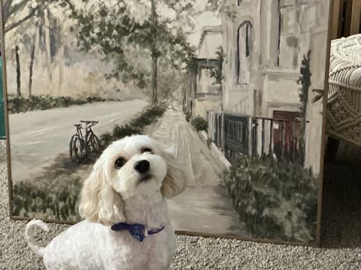 A freshly groomed white Maltipoo wearing a navy bandana