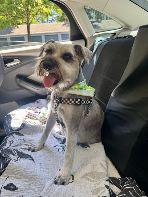 A salt-and-pepper schnauzer in a checked bandana on a towel after its groom