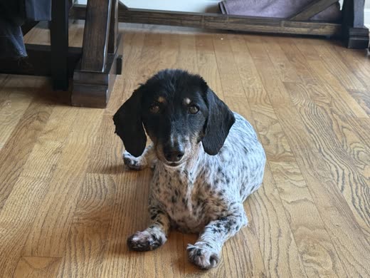 A black-and-white speckled dachshund lying on a wooden floor after a tidy-up